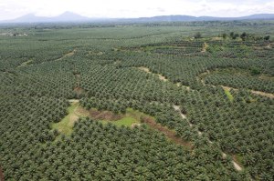 'New Britain Oil Palm Limited' palm plantation, near Kimbe, West New Britain Island, Papua New Guinea, Wednesday 24th September 2008.
